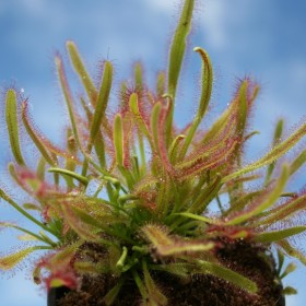 Drosera - Sundew plants
