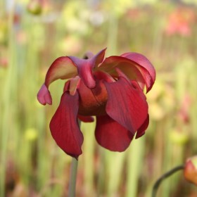 Sarracenia - pitcher plants