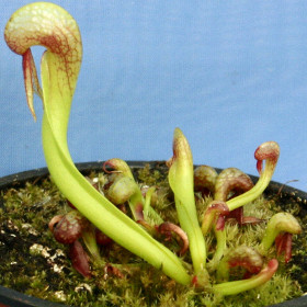 DARLINGTONIA CALIFORNICA (Cobra Lily) carnivorous pitcher plant grown from seed!