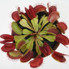 VENUS FLY TRAP insect killer CARNIVOROUS PLANT,natural PEST CONTROL,3½