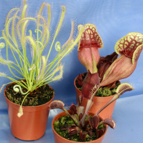 3 CARNIVOROUS PLANTS COLLECTION:Venus flytrap, Sarracenia purpurea, white Sundew