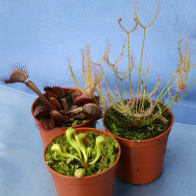 3 CARNIVOROUS PLANTS COLLECTION: Venus fly trap, Darlingtonia cobra lily, Sundew