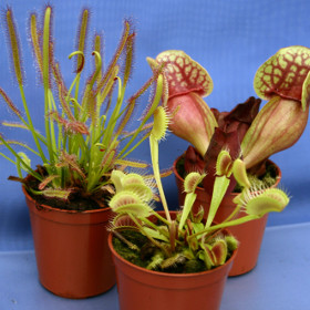 COLLECTION OF 3 CARNIVOROUS PLANTS: Venus fly trap; Sarracenia pitcher & Drosera