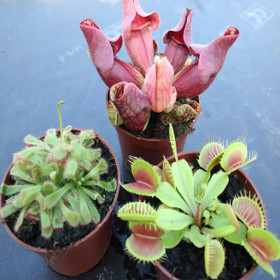 3 live CARNIVOROUS PLANTS: Drosera aliciae, Sarracenia purpurea & Venus fly trap