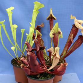 3 x SARRACENIA pitcher CARNIVOROUS PLANTS COLLECTION: flava, catesbaei, purpurea