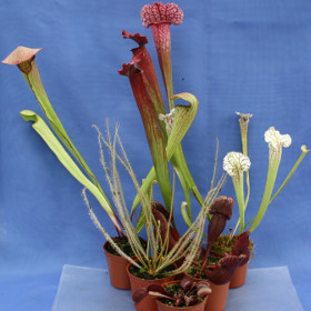 COLLECTION of 6 CARNIVOROUS PLANTS: Drosera (Sundew),Venus fly trap,4 Sarracenia