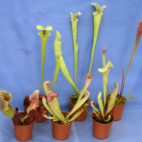 COLLECTION of 6 SARRACENIA (North American pitcher) CARNIVOROUS PLANTS,inc flava
