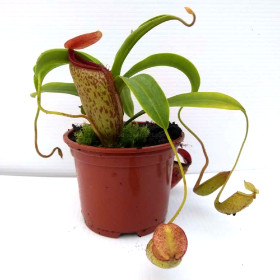 NEPENTHES VENTRICOSA x TALANGENSIS (Highland tropical pitcher) carnivorous plant