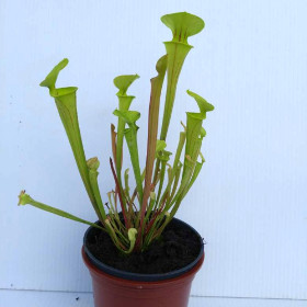 SARRACENIA FLAVA Yellow N.Am. pitcher CARNIVOROUS insect eating plant in 3½