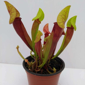 SARRACENIA 'MIEKE' (catesbaei)pitcher CARNIVOROUS insect eating plant in 3½