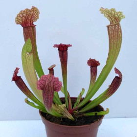SARRACENIA 'PINKY' hybrid N.Am. pitcher CARNIVOROUS insect eating plant, 3½
