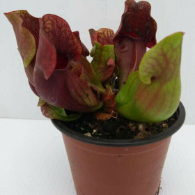 SARRACENIA PURPUREA x purpurea; pitcher CARNIVOROUS insect eating plant, 3½
