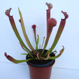 SARRACENIA x STEVENSII hybrid pitcher CARNIVOROUS insect eating plant in 3½