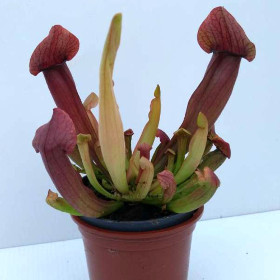SARRACENIA 'TARA' hybrid N.Am pitcher CARNIVOROUS insect eating plant in 3½