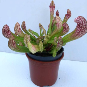 SARRACENIA WRIGLEYANA hybrid pitcher; CARNIVOROUS insect eating plant in 3½