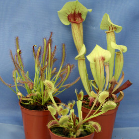 COLLECTION OF 3 CARNIVOROUS PLANTS: Venus flytrap; Sarracenia catesbaei & Sundew