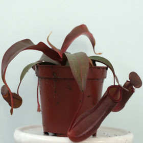 NEPENTHES SANGUINEA (Highland tropical pitcher)live carnivorous plant in 3½