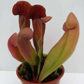 SARRACENIA 'JEDI' hybrid N.Am.pitcher CARNIVOROUS insect eating plant in 3½
